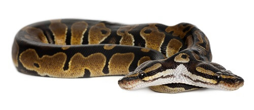 genetic mutation two-headed snake