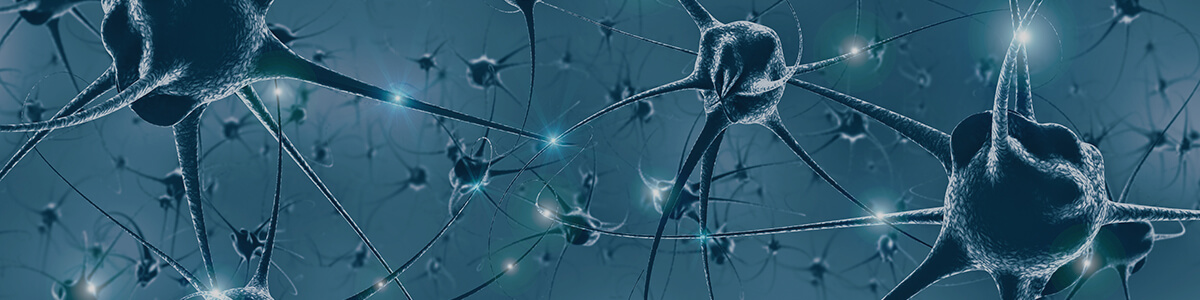 the nervous system lesson