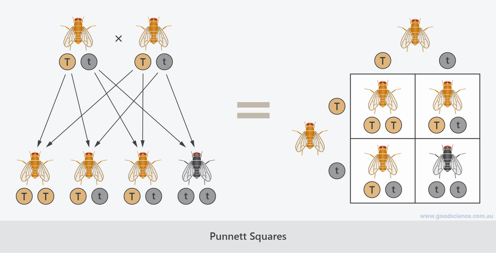 punnett square summary diagram