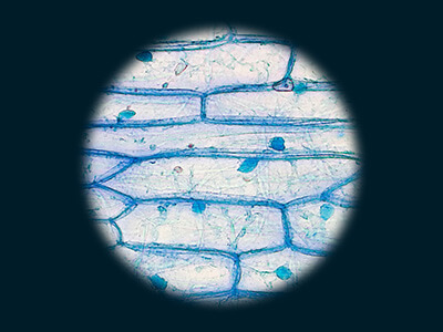 cells lesson contents