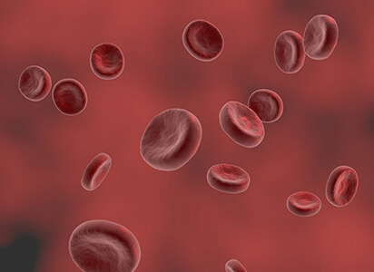 the circulatory system contents