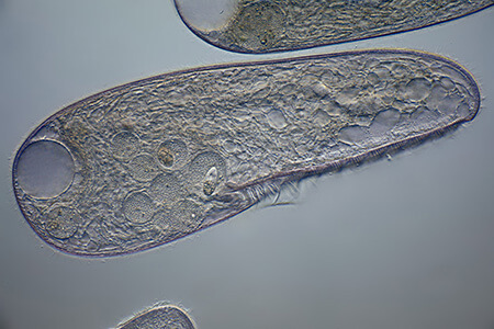unicellular and multicellular organisms contents