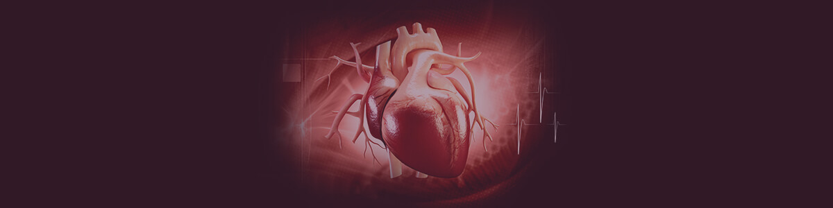 the circulatory system lesson