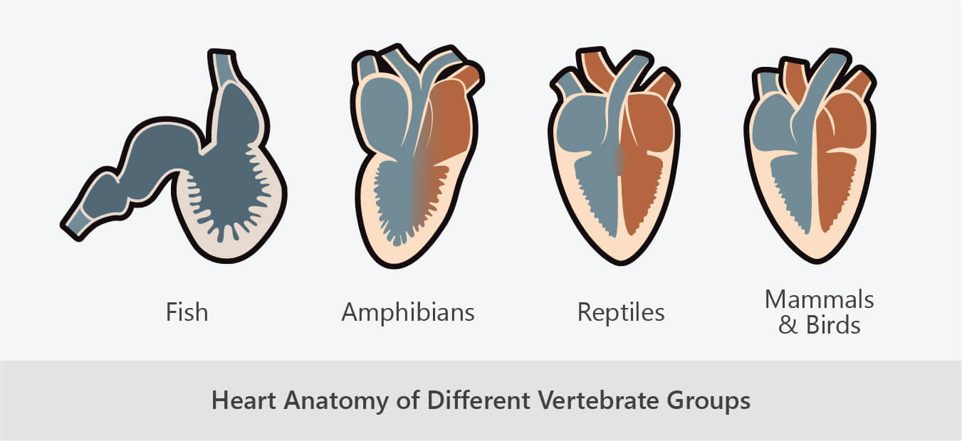 heart anatomy of different vertebrate groups