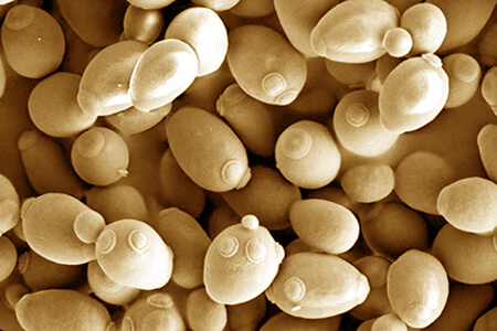 yeast cells