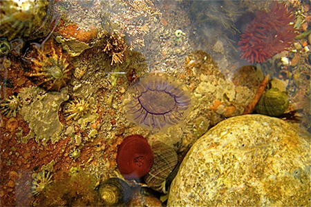 rock pool habitat